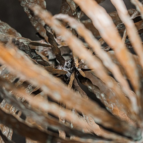 美國MichaelAram藝術擺飾 全球限量 俄羅斯刺沙蓬