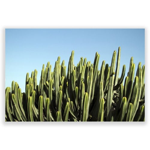 美國TwoPalms 青空仙人掌掛畫 (114公分)