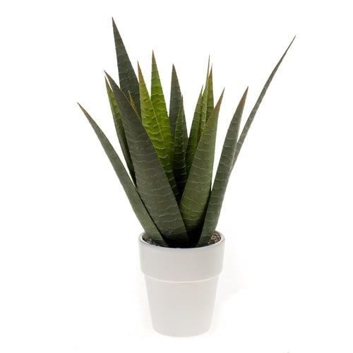 荷蘭Emerald人造植栽 費拉蘆薈 (白盆)