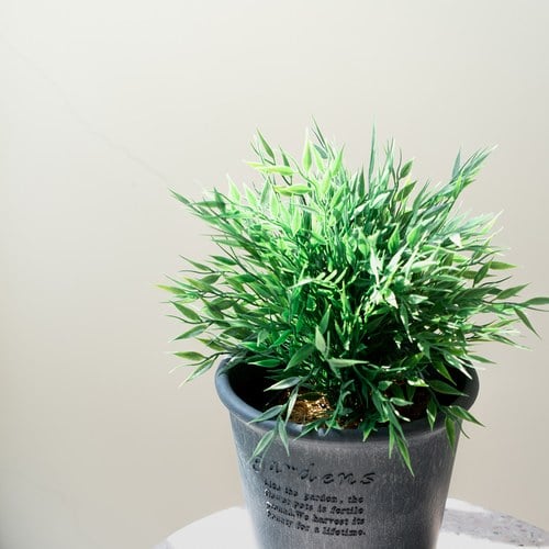 荷蘭 Emerald 觀賞用竹叢人造盆栽