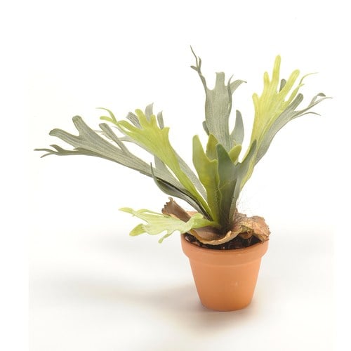 荷蘭Emerald人造植栽 鹿角蕨 (紅盆)