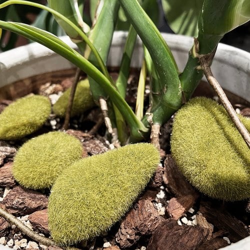 荷蘭Emerald人造植物 綠青苔蘚石