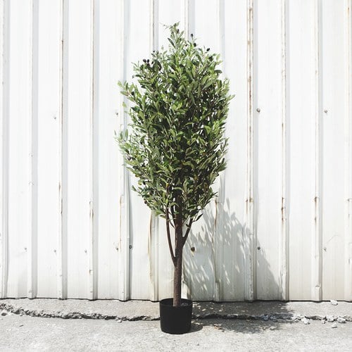 荷蘭Emerald人造植栽 橄欖樹 (黑色膠盆、高170公分)