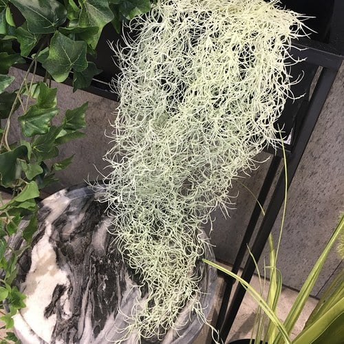 荷蘭Emerald人造植物 垂懸松蘿鳳梨灌木