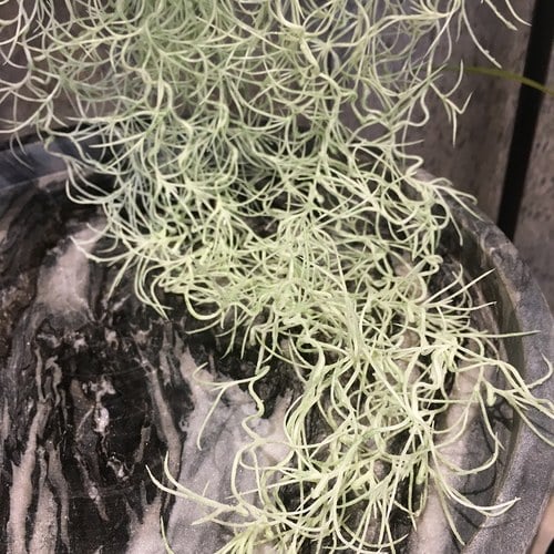 荷蘭Emerald人造植物 垂懸松蘿鳳梨灌木