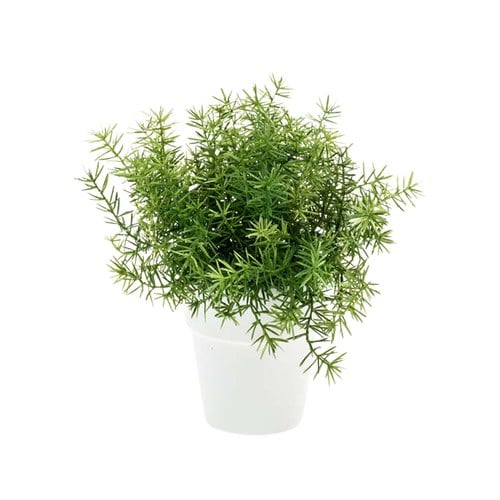 荷蘭Emerald人造植栽 蘆筍葉灌木 (白盆)