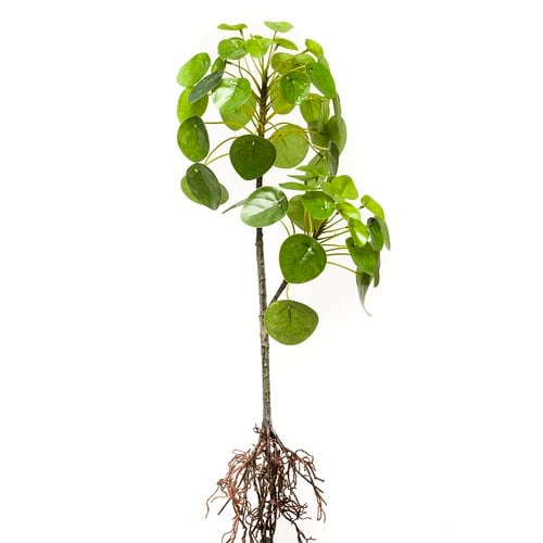 荷蘭 Emerald人造植物 鏡面草植栽