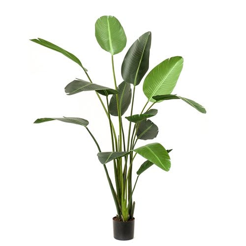 荷蘭 Emerald 人造植栽 天堂鳥綠葉叢 (190cm)