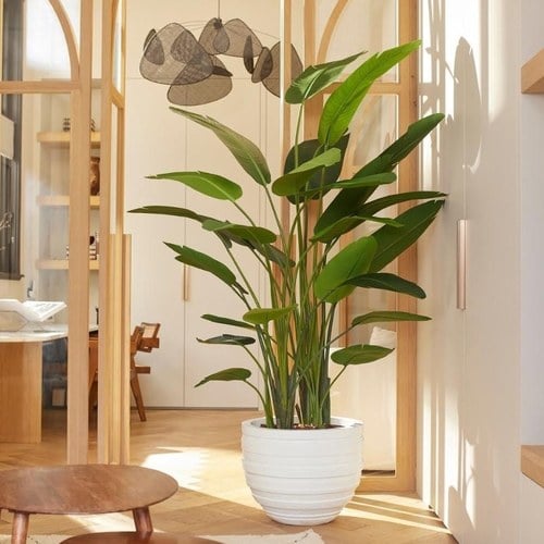 荷蘭 Emerald 人造植栽 天堂鳥綠葉叢 (190cm)