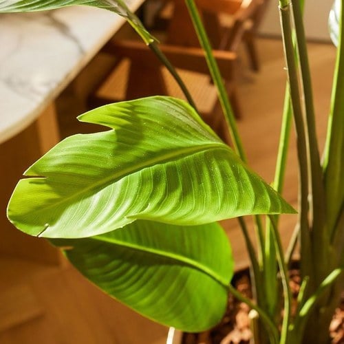 荷蘭 Emerald 人造植栽 天堂鳥綠葉叢 (190cm)