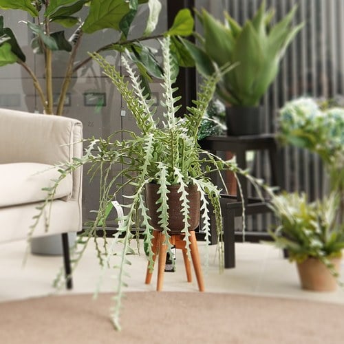 荷蘭Emerald人造植栽 曇花仙人掌(膠盆、50公分)