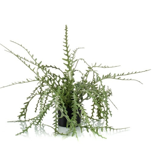 荷蘭Emerald人造植栽 曇花仙人掌(膠盆、50公分)