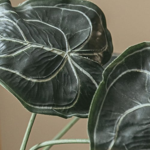 荷蘭Emerald人造植物 圓葉花燭(62公分)