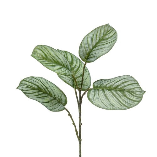 荷蘭Emerald人造植栽 蘋果竹芋葉片 (五株、74公分)