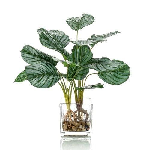 荷蘭Emerald人造植栽 蘋果竹芋水培盆 (45公分)