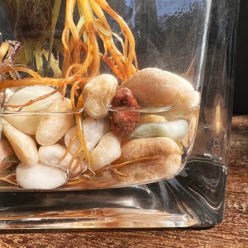 荷蘭Emerald人造植栽 蘋果竹芋水培盆 (45公分)