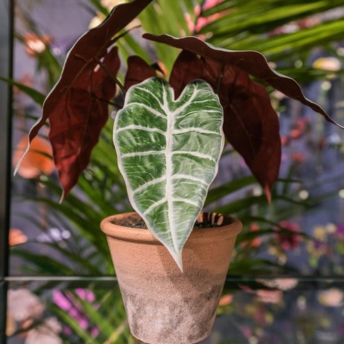 荷蘭Emerald人造植栽 黑葉觀音蓮 (紅盆、29公分)