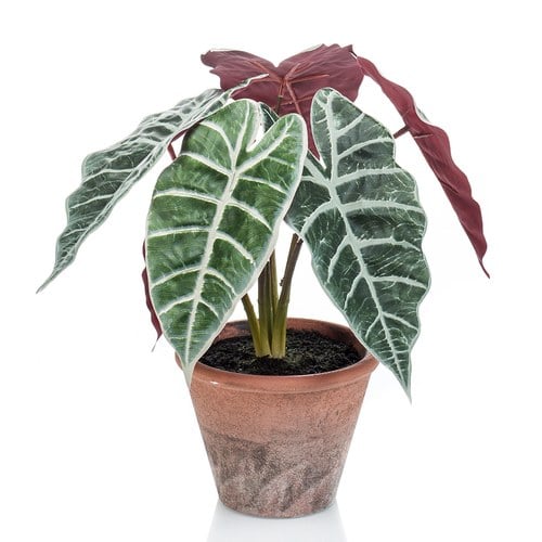 荷蘭Emerald人造植栽 黑葉觀音蓮 (紅盆、29公分)