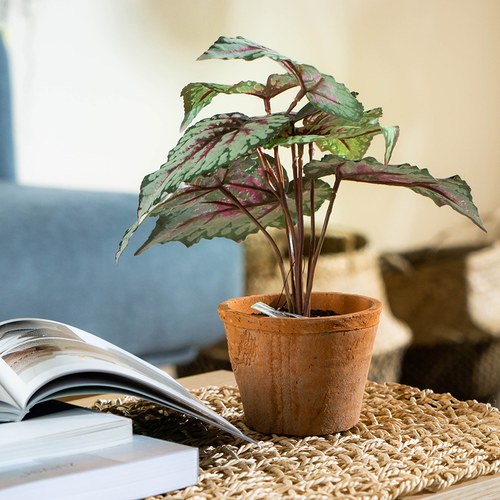 荷蘭Emerald人造植栽 觀葉秋海棠 (粉)