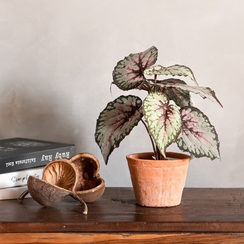 荷蘭Emerald人造植栽 觀葉秋海棠 (粉)