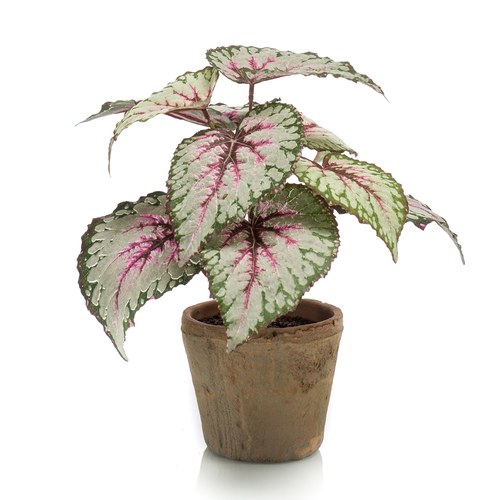 荷蘭Emerald人造植栽 觀葉秋海棠 (粉)