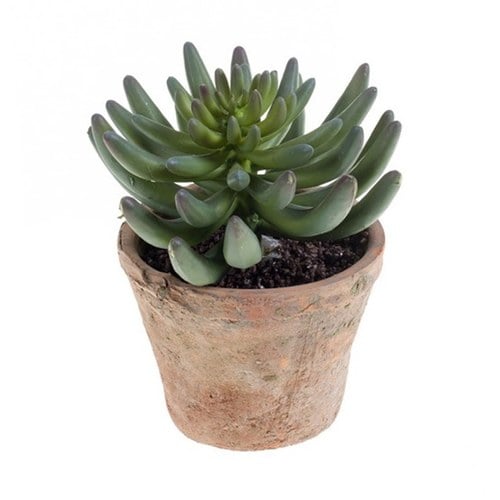 荷蘭Emerald人造植栽乙女星多肉 (高度14公分)