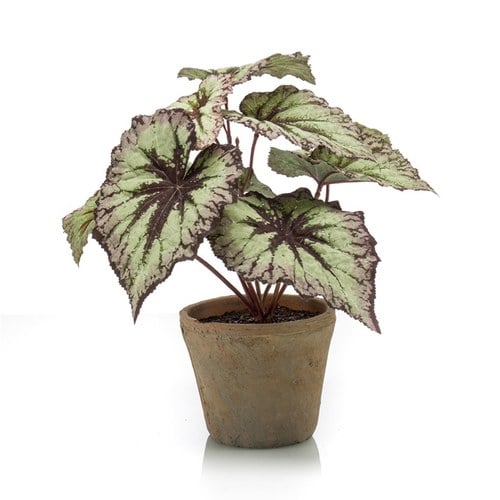 荷蘭Emerald人造植物 秋海棠葉盆栽-灰紫色 (26cm)
