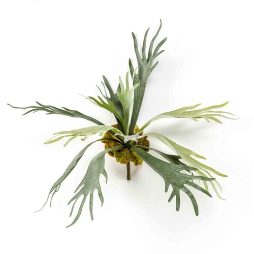 荷蘭Emerald人造植物 鹿角蕨 (50cm)