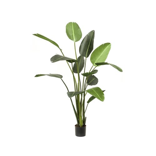 荷蘭Emerald人造植栽 天堂鳥綠葉叢 (高230公分)