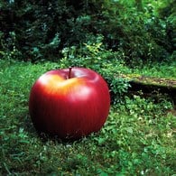 德國BULL&STEIN 消光釉彩蘋果雕塑 (直徑95公分)