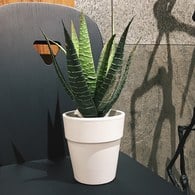 荷蘭Emerald人造植栽 費拉蘆薈 (白盆)