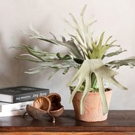 荷蘭Emerald人造植栽 鹿角蕨 (紅盆)