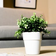 荷蘭Emerald人造植栽 尤加利葉 (白盆)