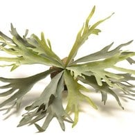 荷蘭 Emerald 鹿角蕨人造植栽