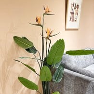 荷蘭 Emerald 人造植栽 天堂鳥綠葉叢 (150cm)