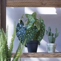 荷蘭Emerald人造植栽 銀星秋海棠(黑盆)