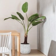 荷蘭Emerald人造植栽 圓扇椰子(130公分)