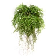 荷蘭Emerald人造植栽 垂墜羊齒蕨 (吊掛、55公分)
