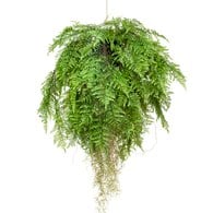 荷蘭Emerald人造植栽 垂墜羊齒蕨 (吊掛、80公分)