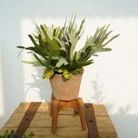 荷蘭Emerald人造植栽 鹿角蕨 (泥盆、38公分)