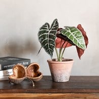 荷蘭Emerald人造植栽 黑葉觀音蓮 (紅盆、29公分)