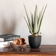 荷蘭Emerald人造植栽 蘆薈 (黑盆、35公分)