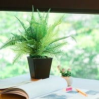 荷蘭Emerald人造植栽 蕨類黑盆 (高10公分)