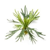 荷蘭Emerald人造植物鹿角蕨 (長48公分)