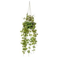 荷蘭Emerald人造植物串錢藤 (長65公分)
