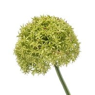 荷蘭Emerald人造花藝 巨型大蔥花-綠色 (90cm)