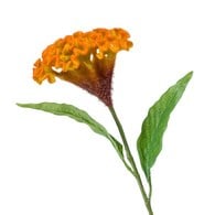 荷蘭Emerald人造花藝 雞冠花-黃橘色 (62cm)