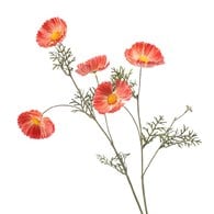 荷蘭Emerald人造花藝 大波斯菊-橘色 (70cm)