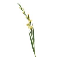 荷蘭Emerald人造花藝 劍蘭-黃色 (128cm)