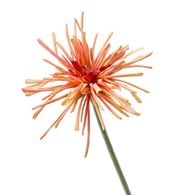 荷蘭Emerald人造花藝 蜘蛛非洲菊-淺橘色 (60cm)